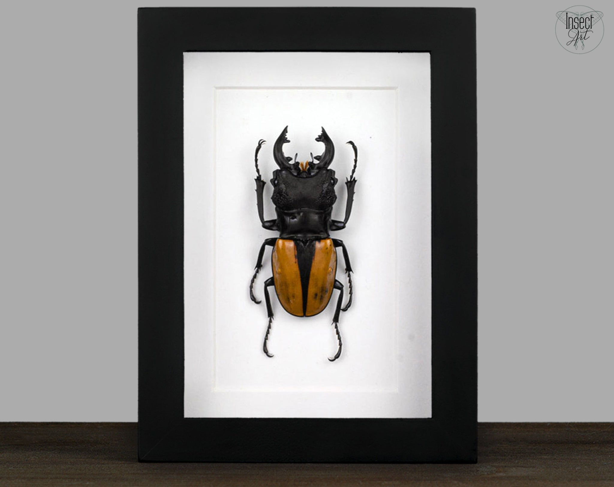 Odontolabis ludekingi ♂  Käfer InsectArt
