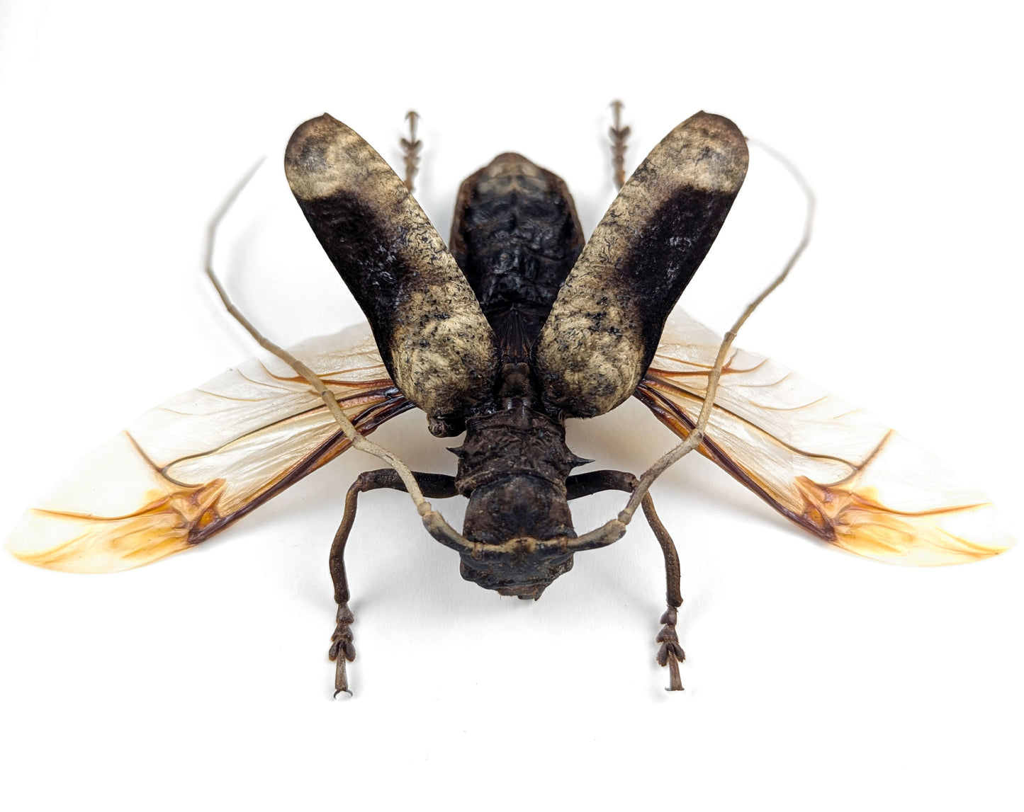 Petrognatha gigas ♂