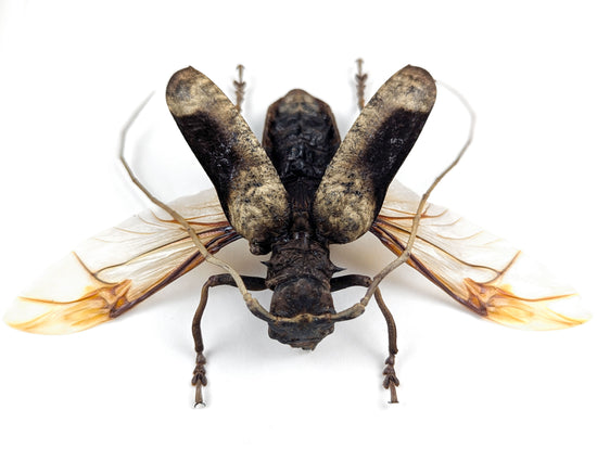 Petrognatha gigas ♂