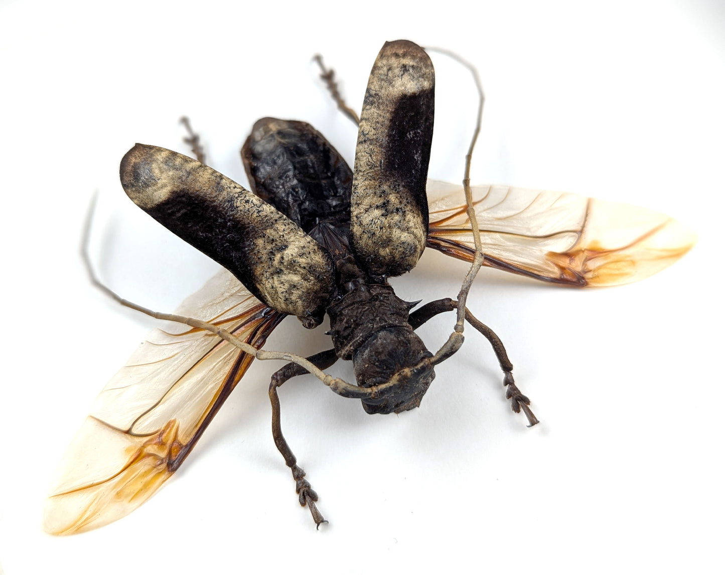 Petrognatha gigas ♂