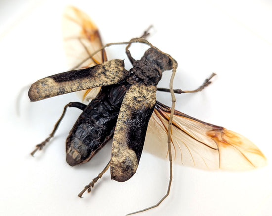 Petrognatha gigas ♂