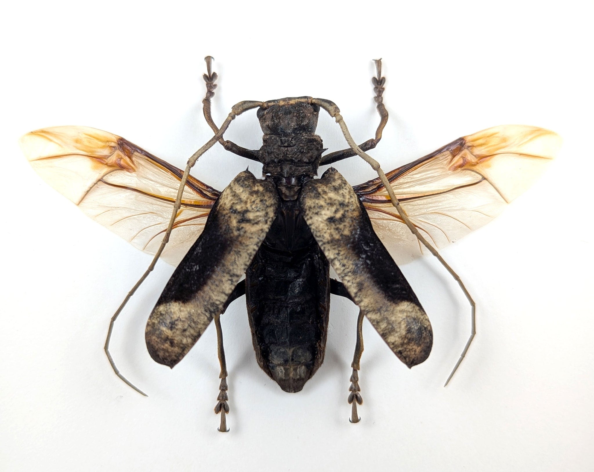 Petrognatha gigas ♂  Käfer im Rahmen InsectArt