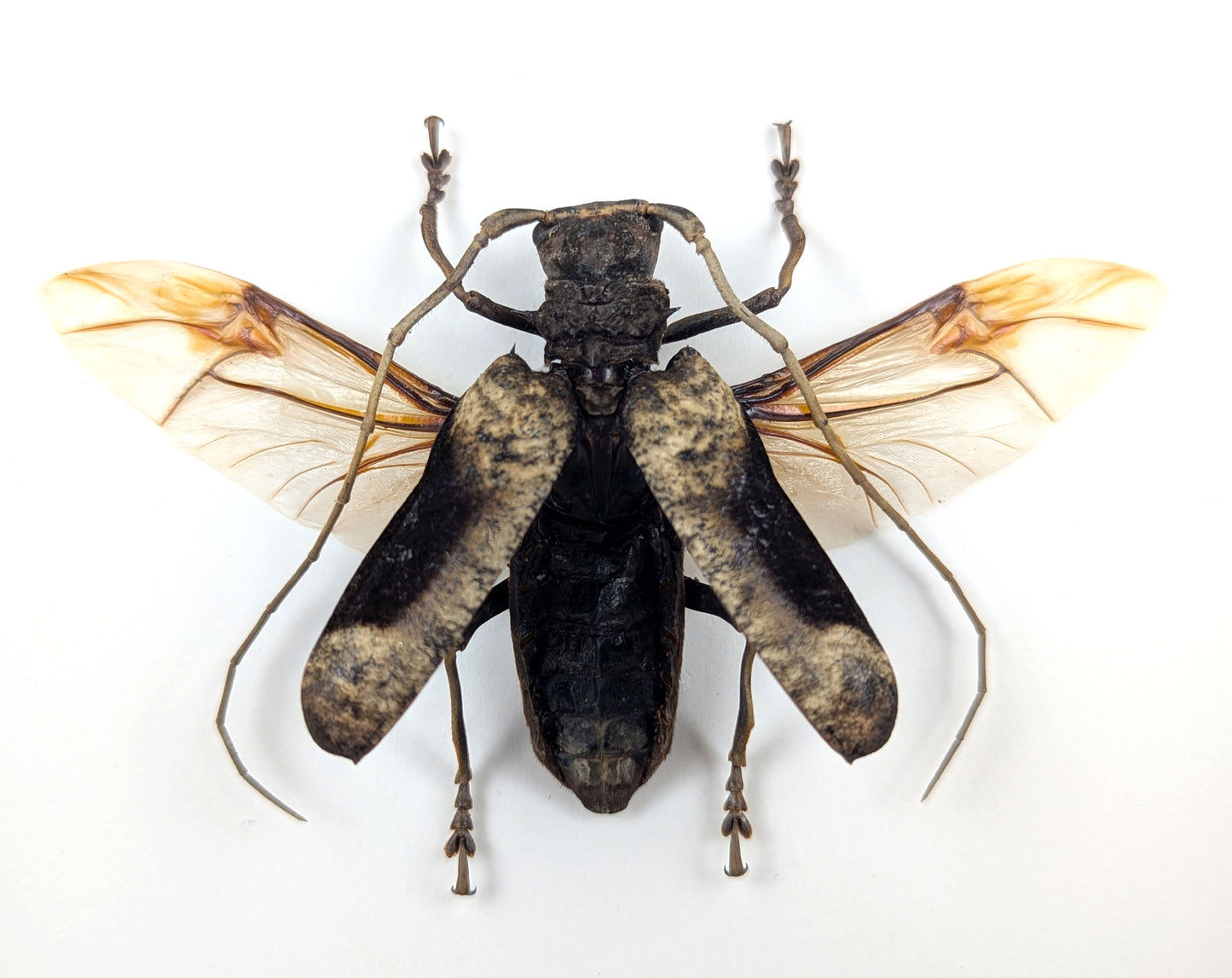 Petrognatha gigas ♂