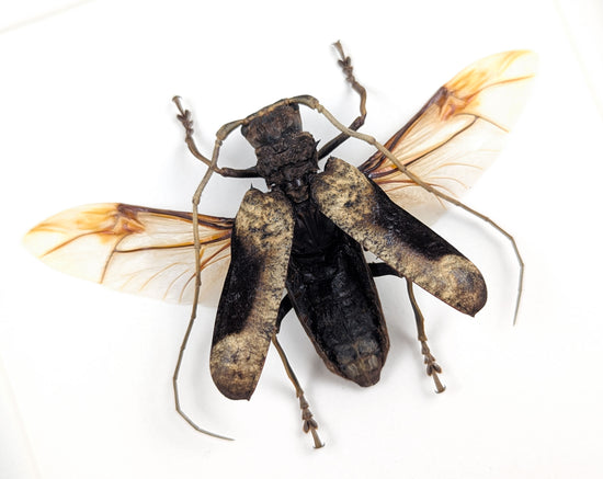 Petrognatha gigas ♂