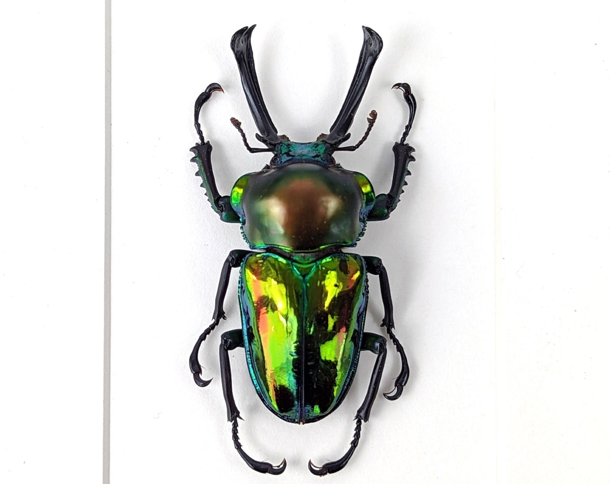 Phalacrognathus muelleri ♂  Käfer InsectArt