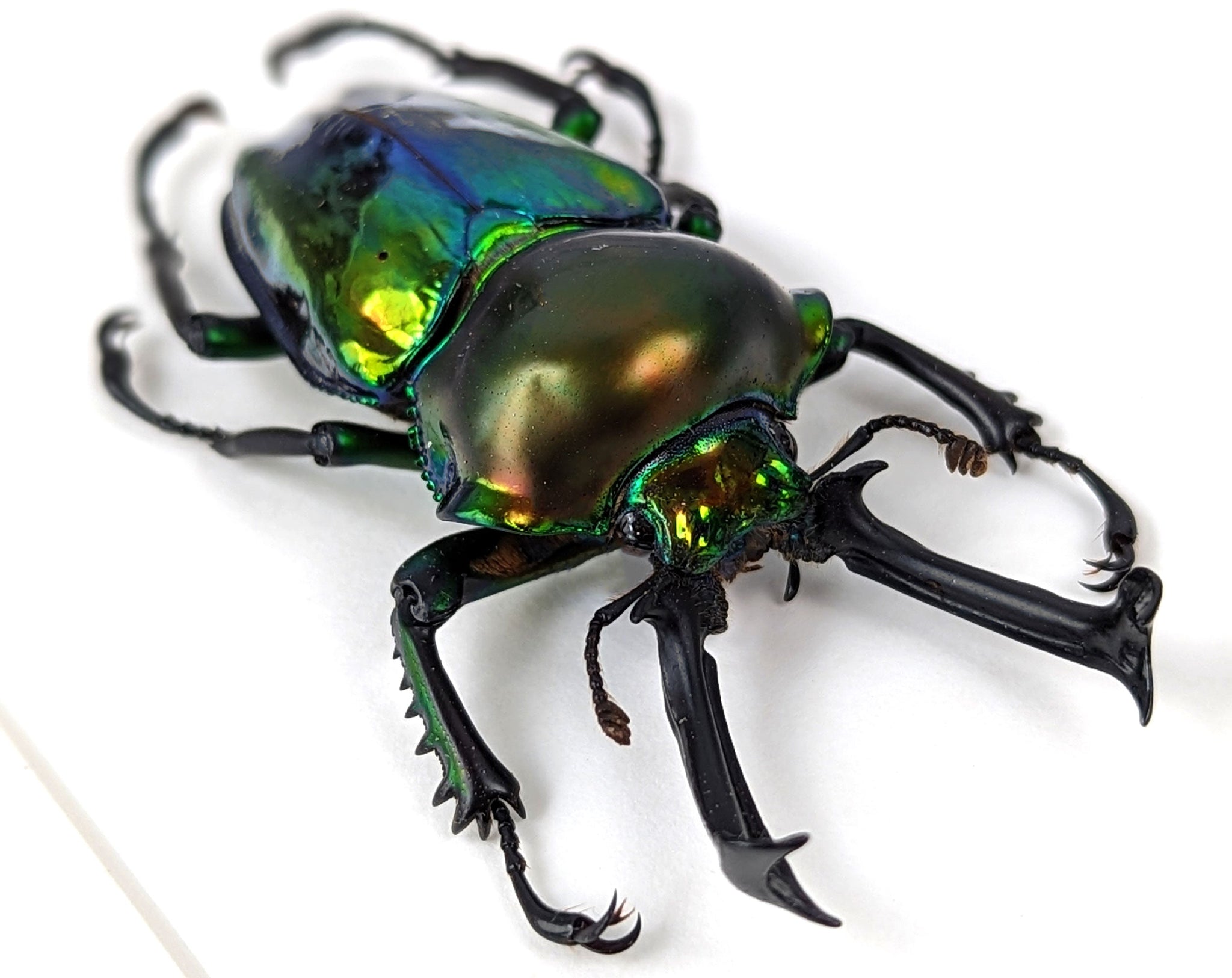 Phalacrognathus muelleri ♂  Käfer InsectArt