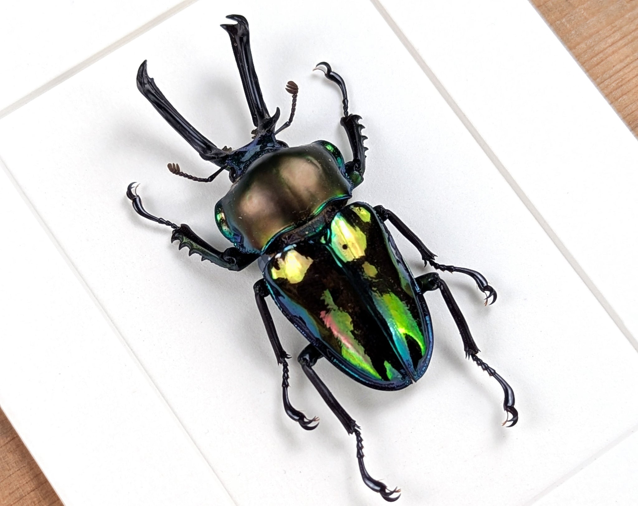 Phalacrognathus muelleri ♂