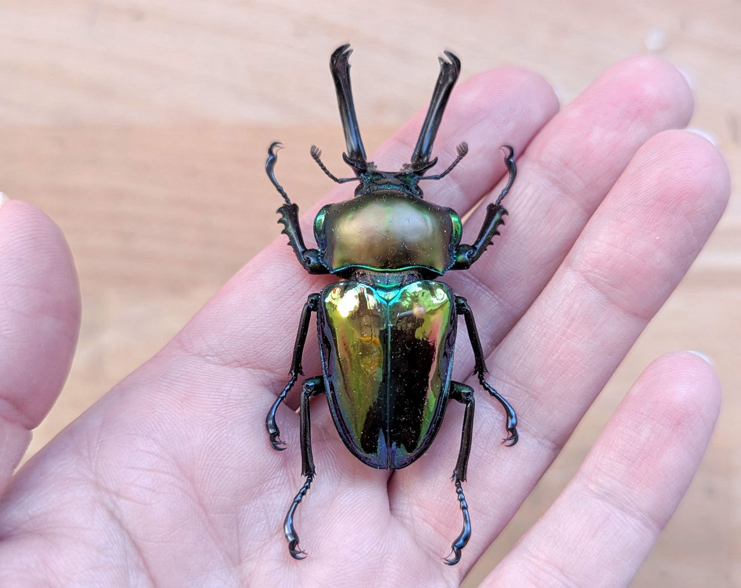 Phalacrognathus muelleri ♂