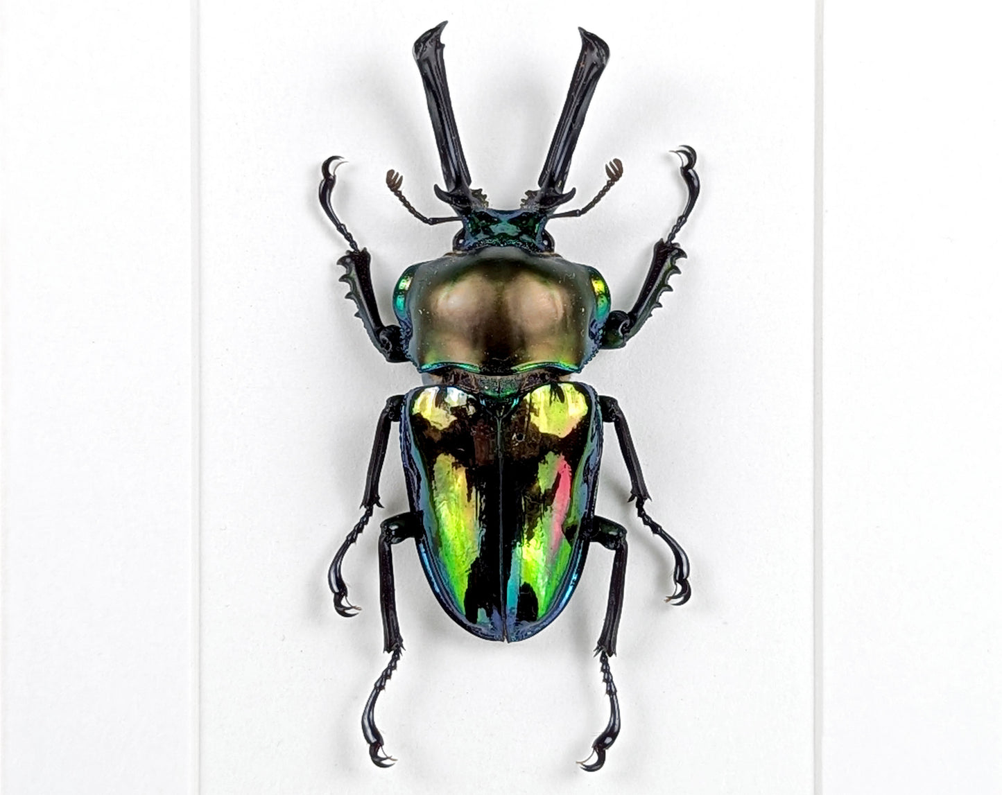 Phalacrognathus muelleri ♂