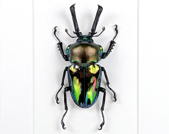 Phalacrognathus muelleri ♂