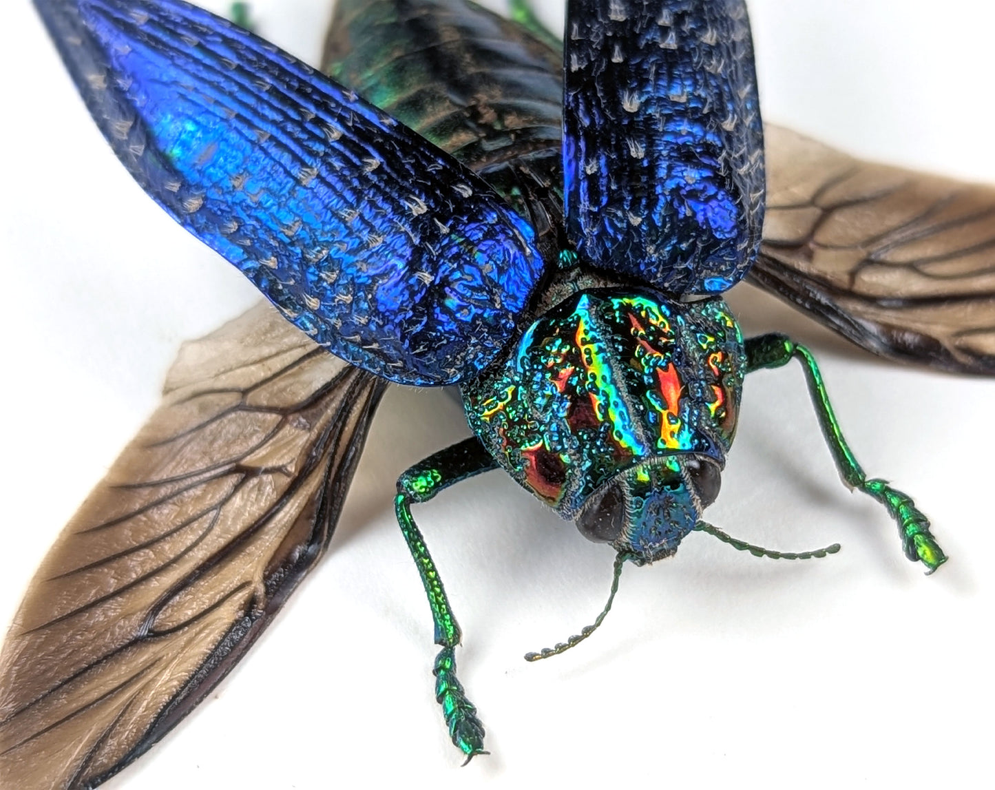 bunt schillernder Juwelkäfer polybothris sumptuosa in schwarzem Rahmen - InsectArt