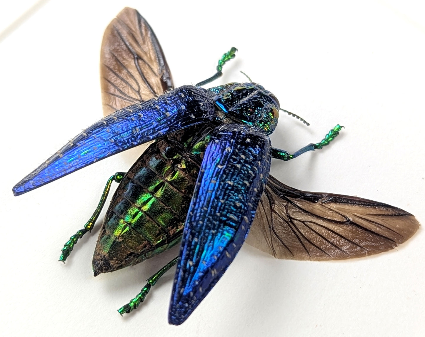 bunt schillernder Juwelkäfer polybothris sumptuosa in schwarzem Rahmen - InsectArt
