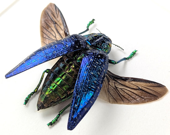 bunt schillernder Juwelkäfer polybothris sumptuosa in schwarzem Rahmen - InsectArt