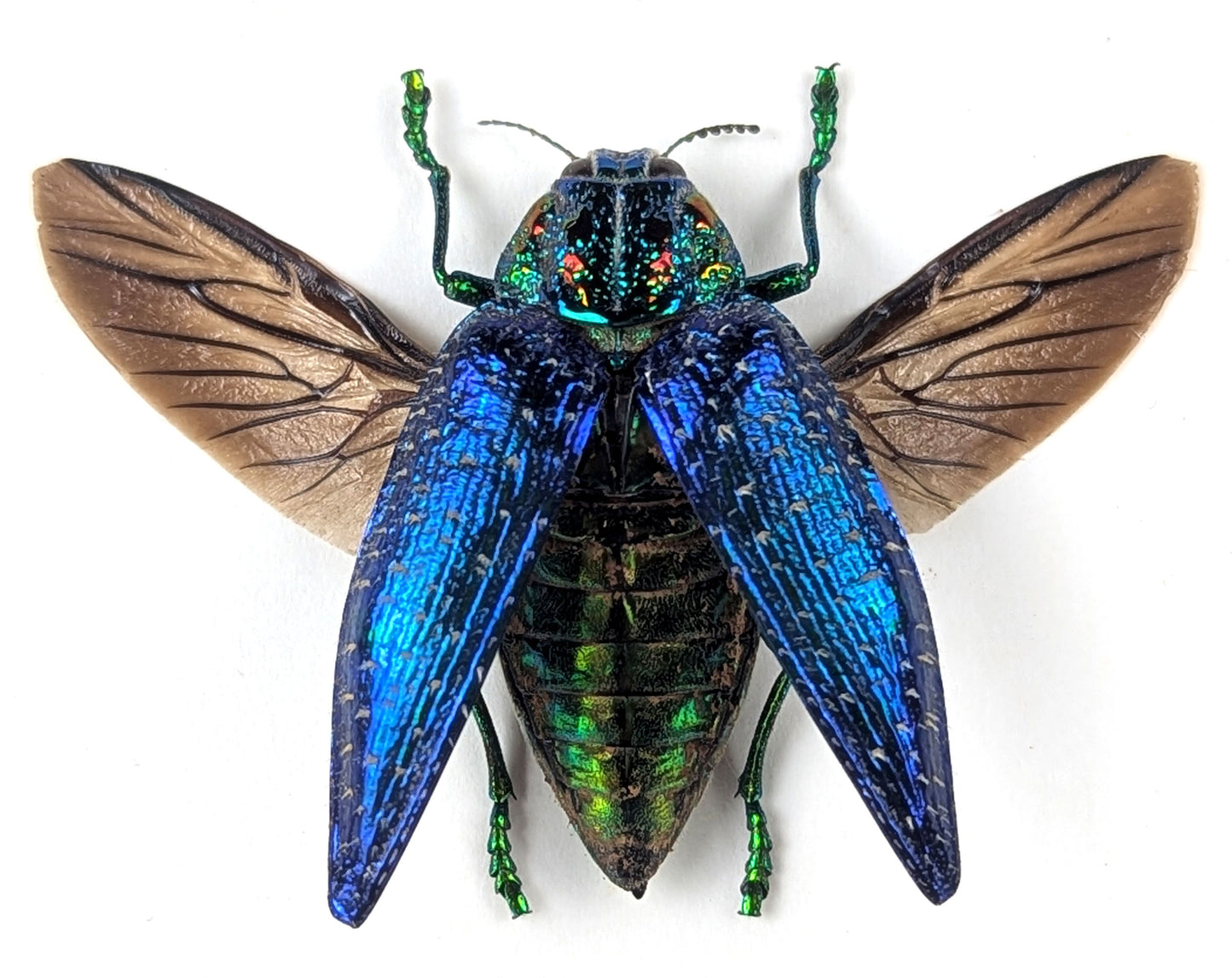 bunt schillernder Juwelkäfer polybothris sumptuosa in schwarzem Rahmen - InsectArt