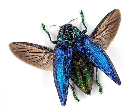 bunt schillernder Juwelkäfer polybothris sumptuosa in schwarzem Rahmen - InsectArt