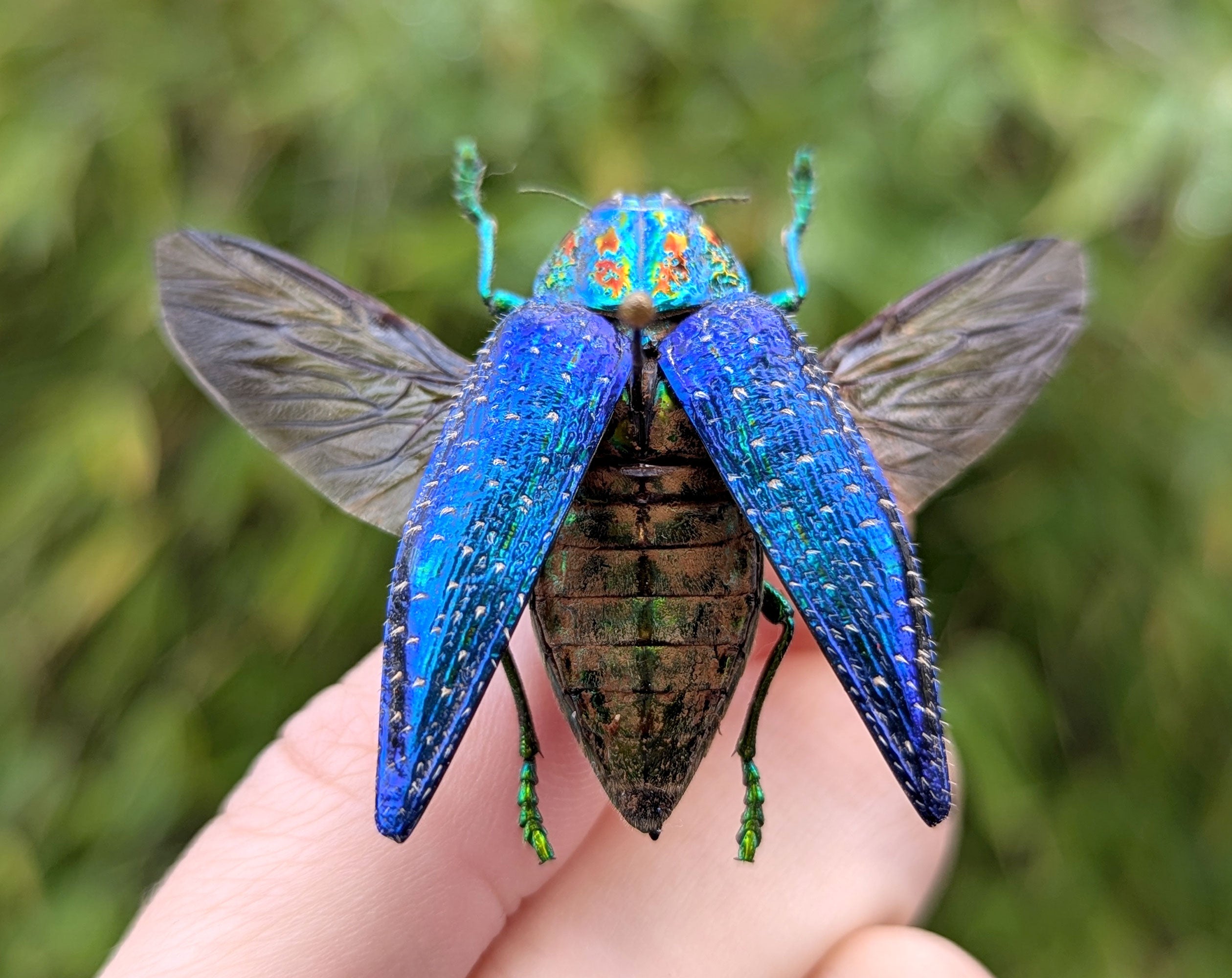 bunt schillernder Juwelkäfer polybothris sumptuosa - InsectArt