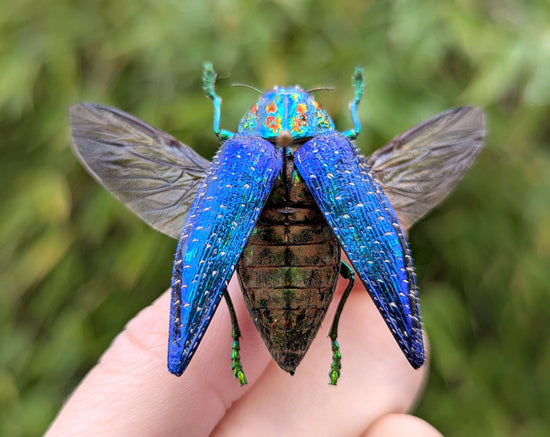 bunt schillernder Juwelkäfer polybothris sumptuosa - InsectArt