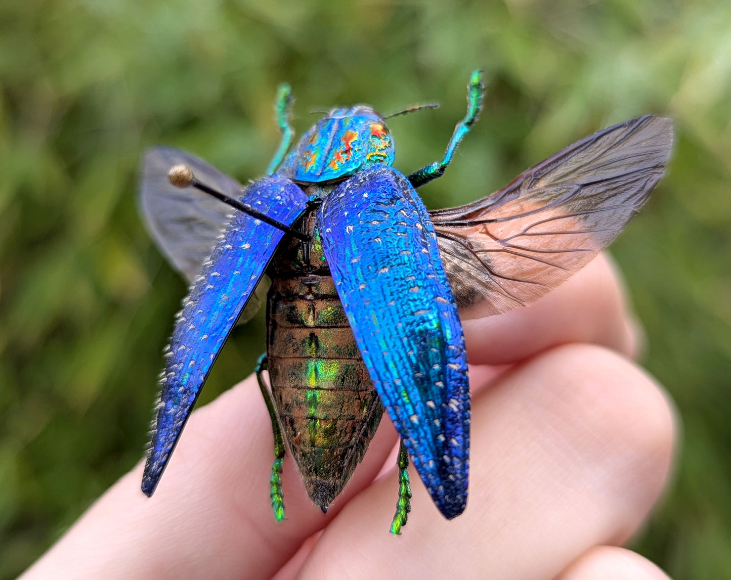 bunt schillernder Juwelkäfer polybothris sumptuosa - InsectArt