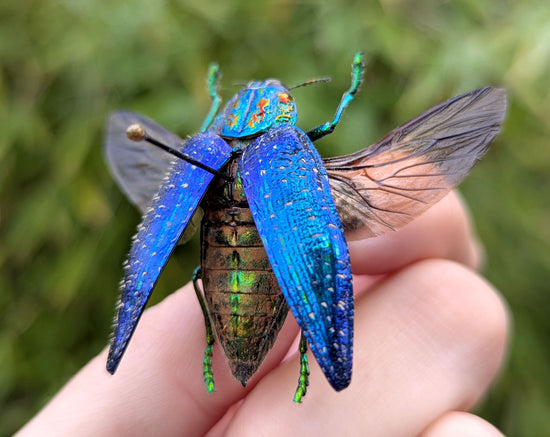 bunt schillernder Juwelkäfer polybothris sumptuosa - InsectArt