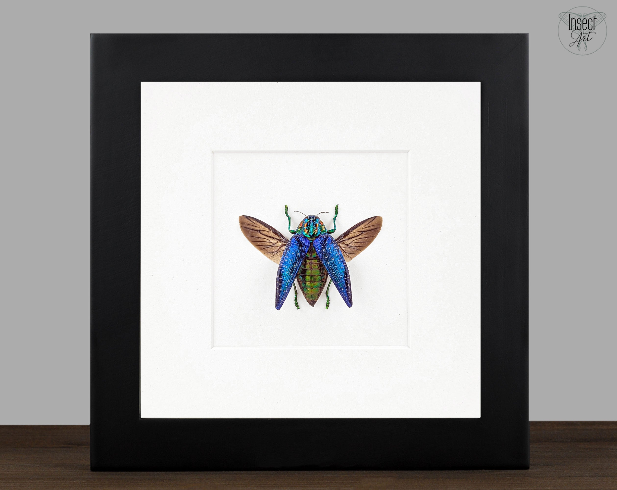 Polybotris sumptuosa  Käfer im Rahmen InsectArt