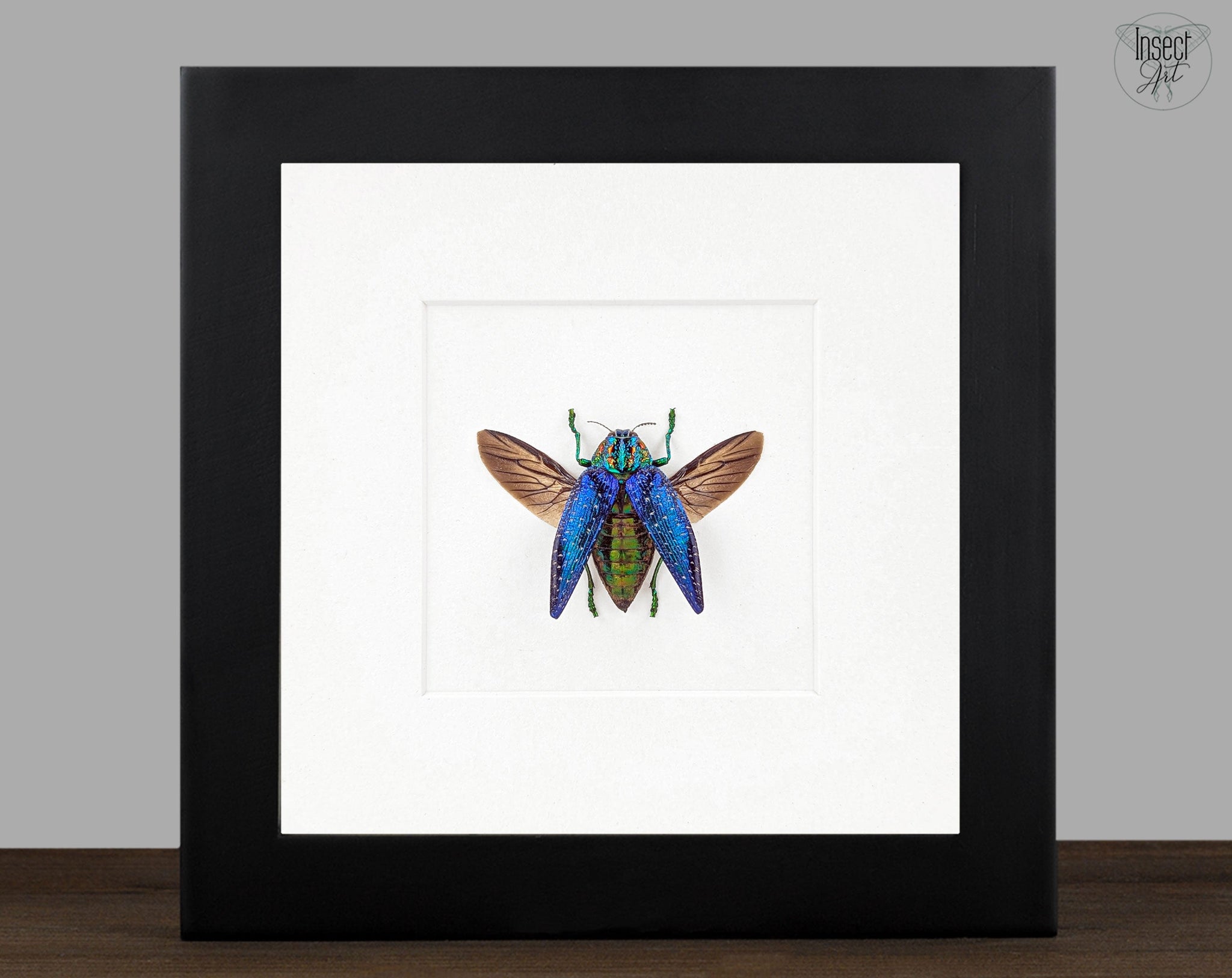 Polybotris sumptuosa  Käfer im Rahmen InsectArt