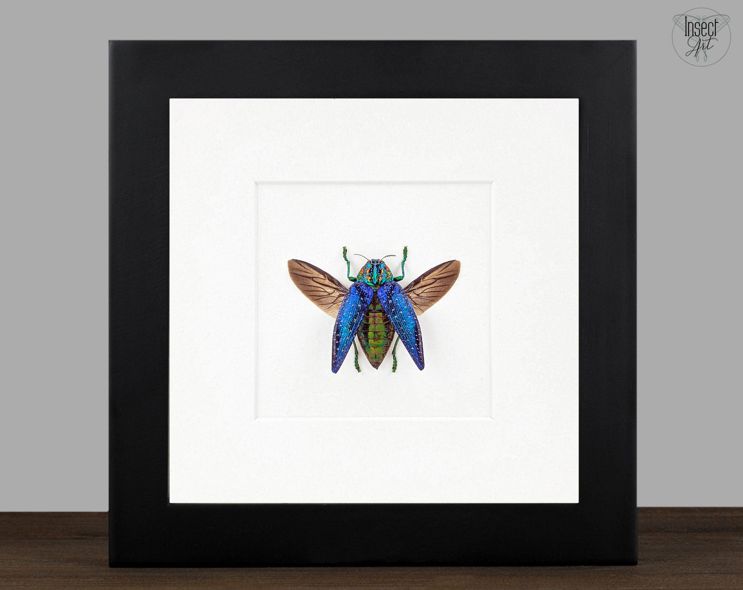 Polybotris sumptuosa  Käfer im Rahmen InsectArt