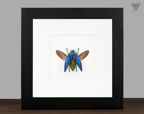 Polybotris sumptuosa  Käfer im Rahmen InsectArt