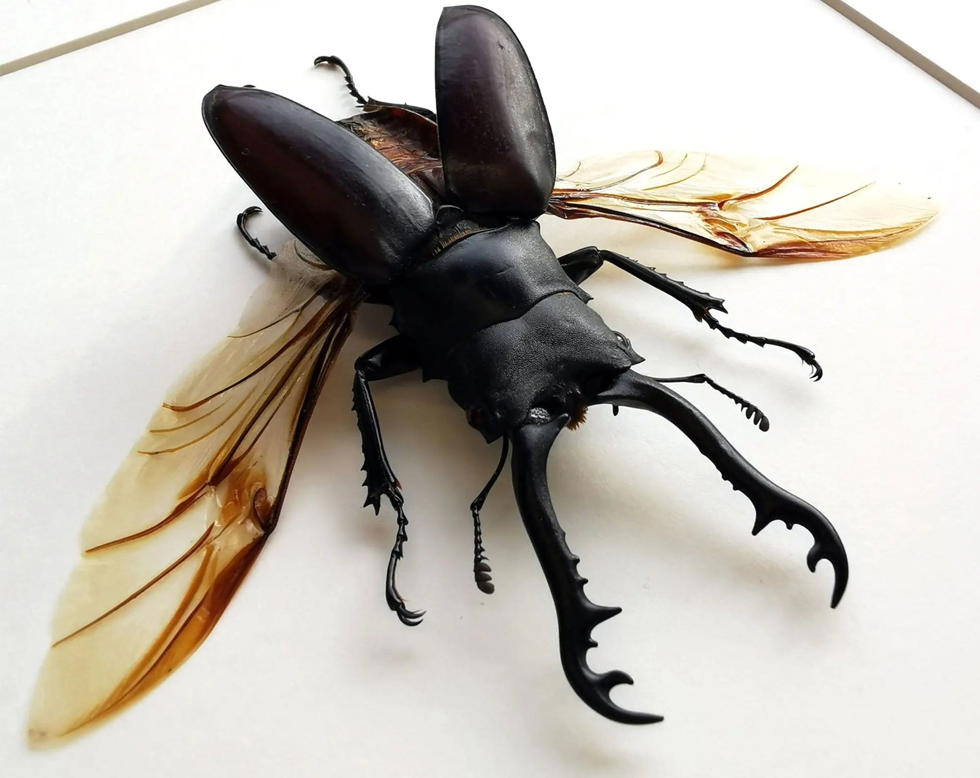 Prosopocoilus giraffa ♂  Käfer InsectArt Käfer