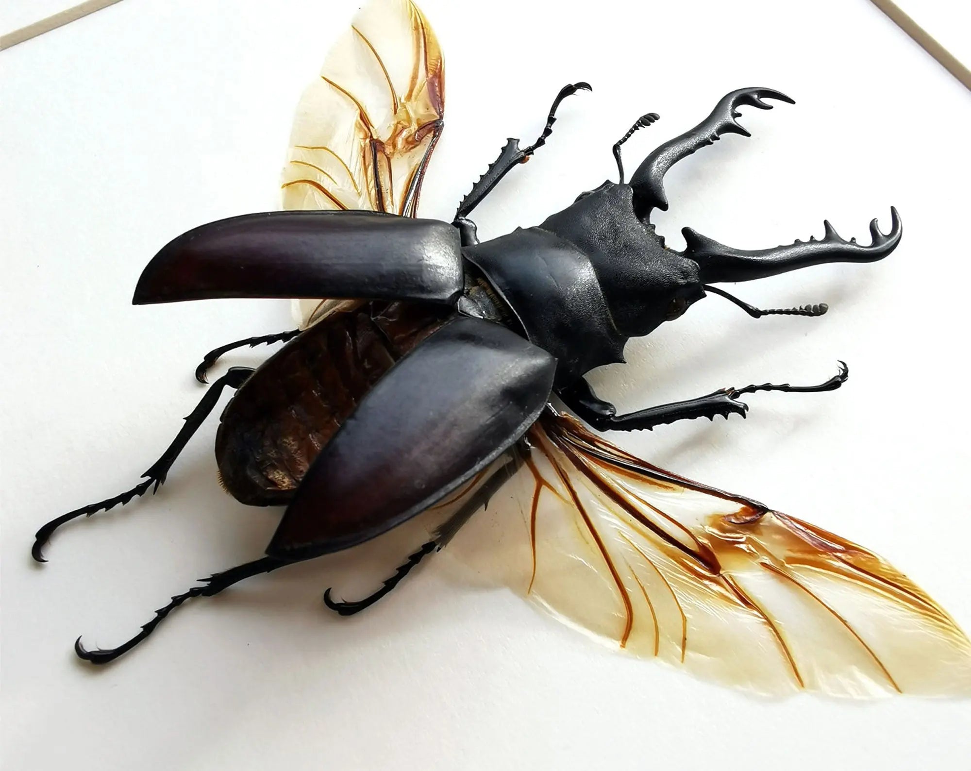 Prosopocoilus giraffa ♂  Käfer InsectArt Käfer