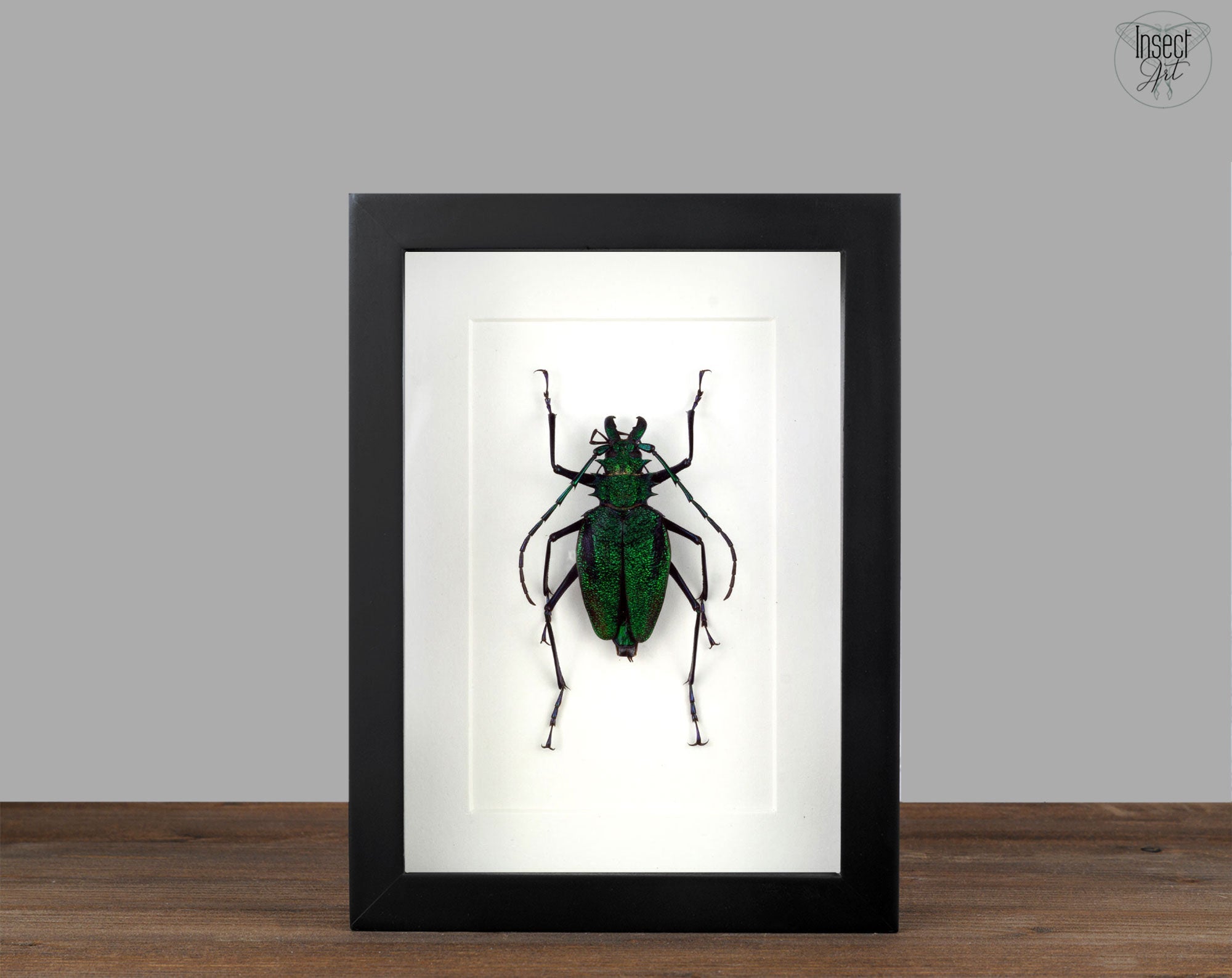 Psalidognathus superbus ?  Käfer InsectArt