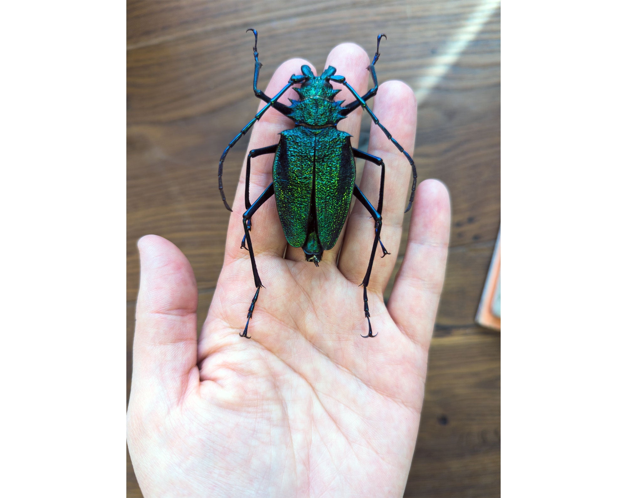 Psalidognathus superbus ?  Käfer InsectArt