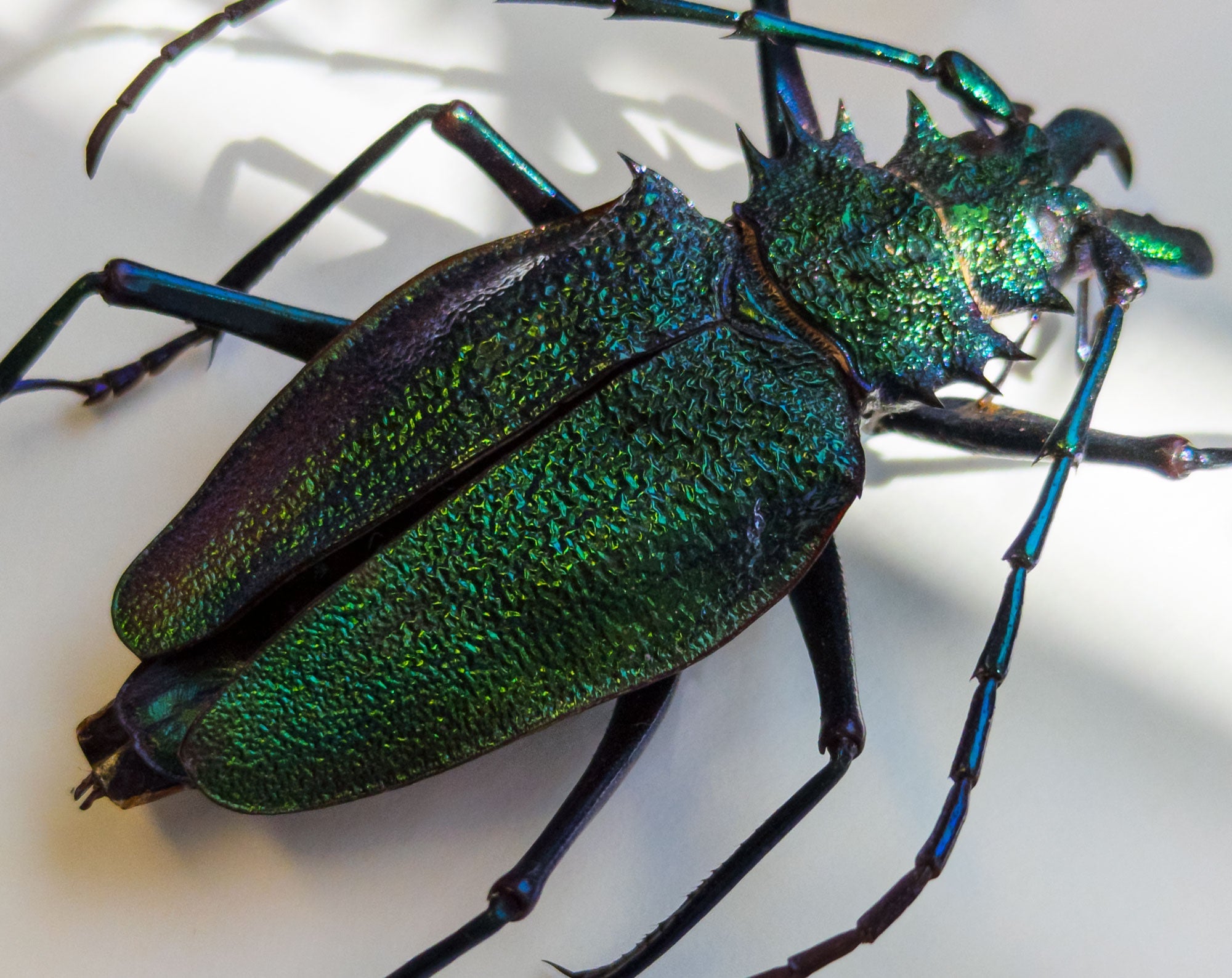 Psalidognathus superbus ?  Käfer InsectArt