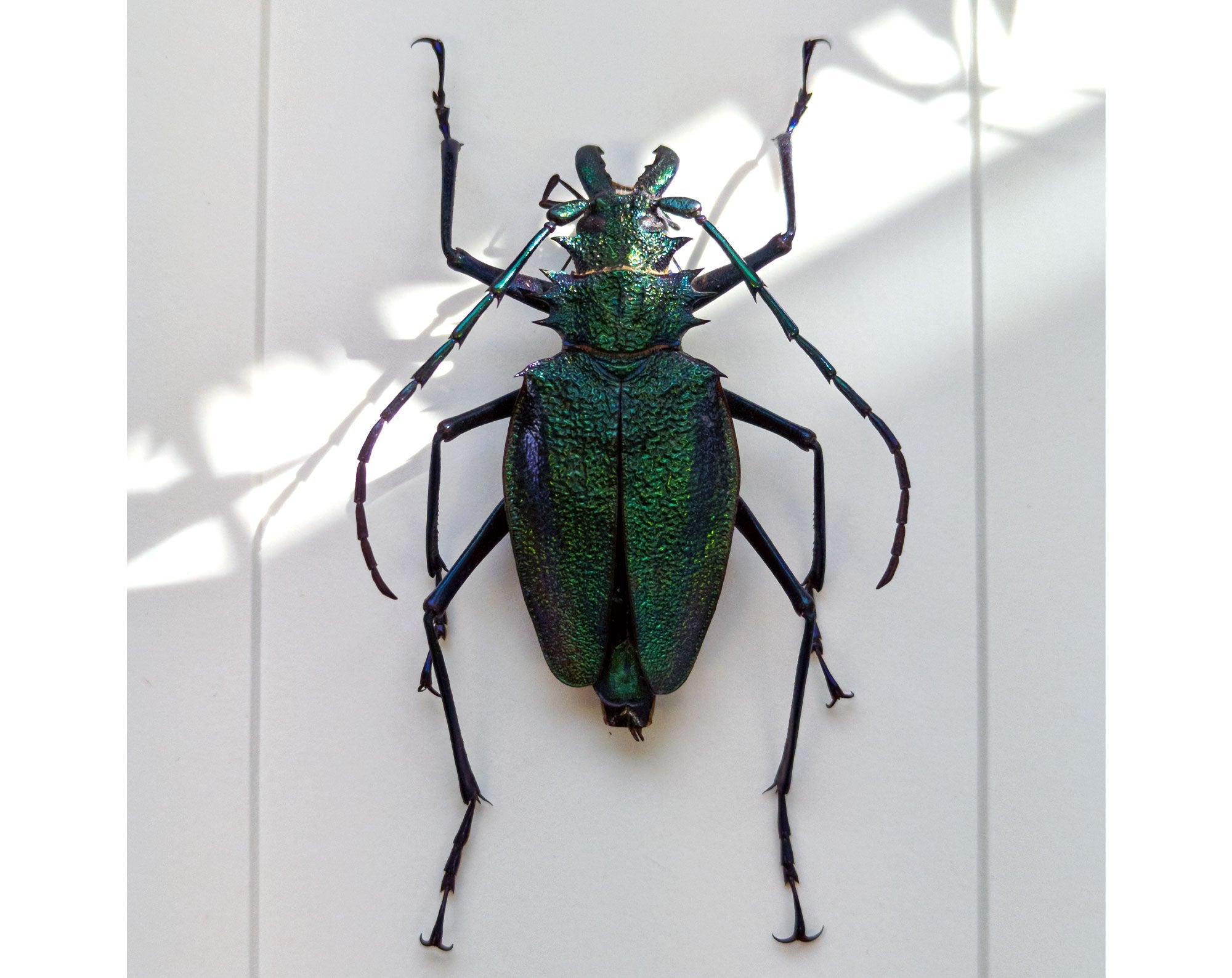 Psalidognathus superbus ?  Käfer InsectArt