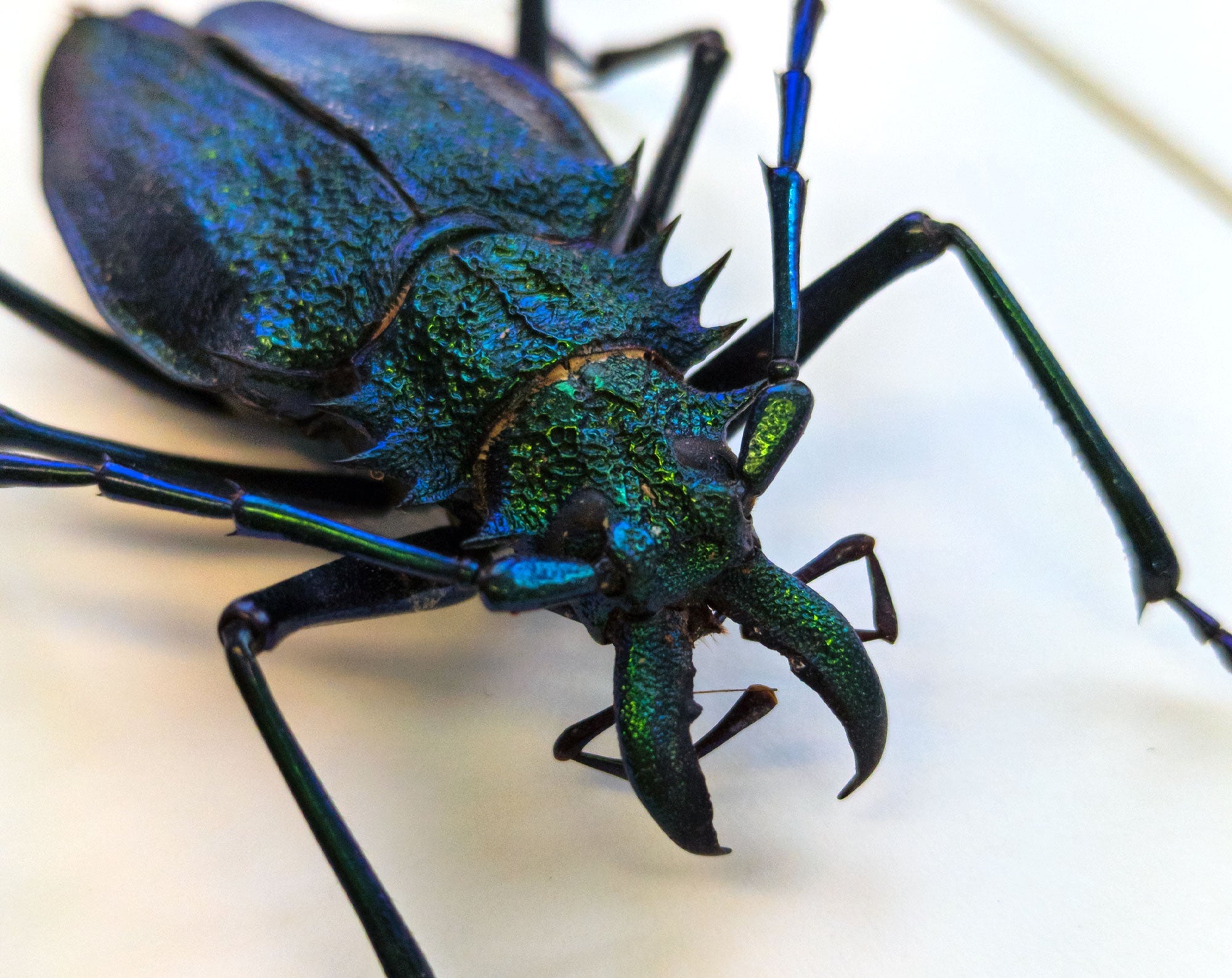 Psalidognathus superbus ?  Käfer InsectArt