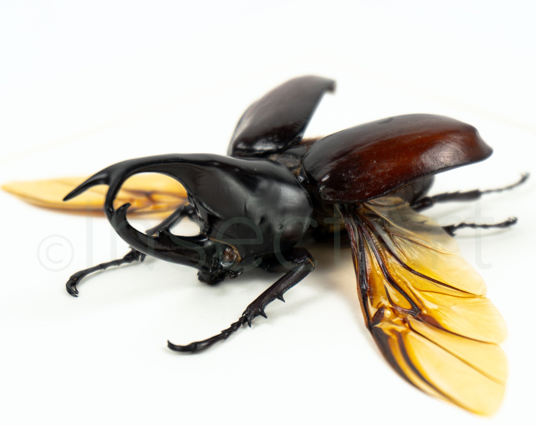 Xylotrupes gideon ♂  Käfer InsectArt