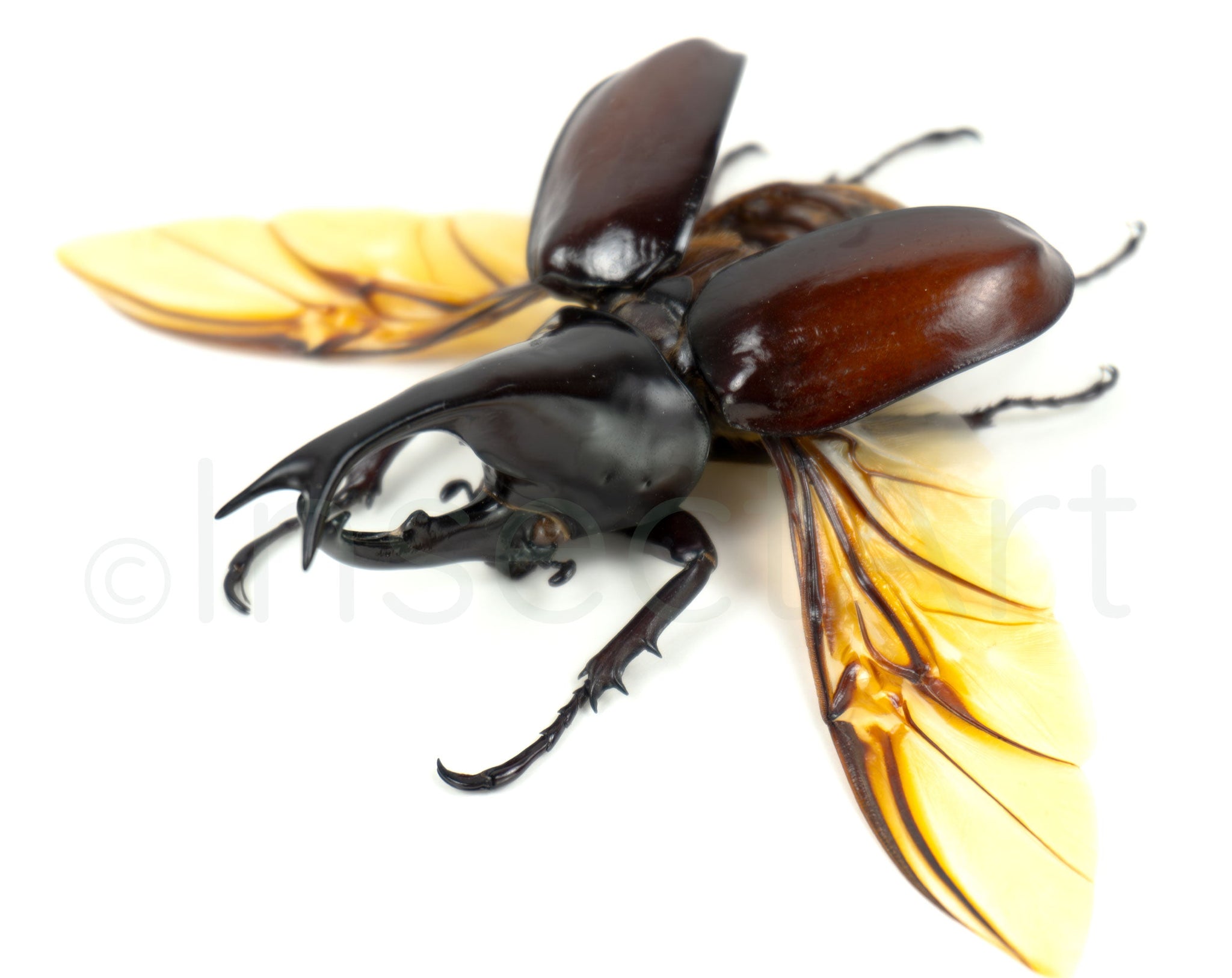Xylotrupes gideon ♂  Käfer InsectArt