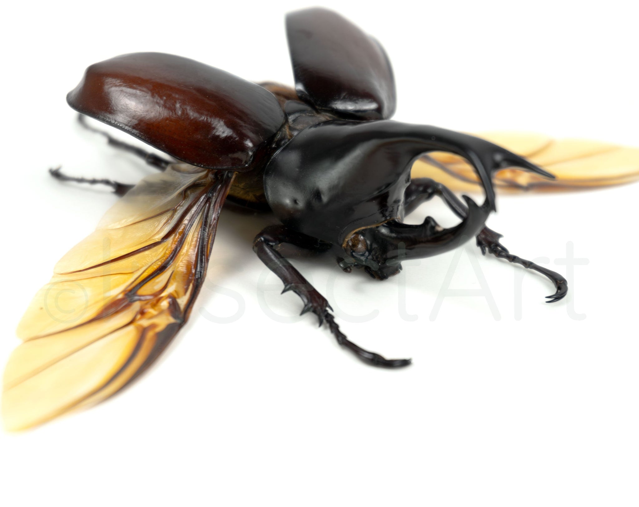 Xylotrupes gideon ♂  Käfer InsectArt