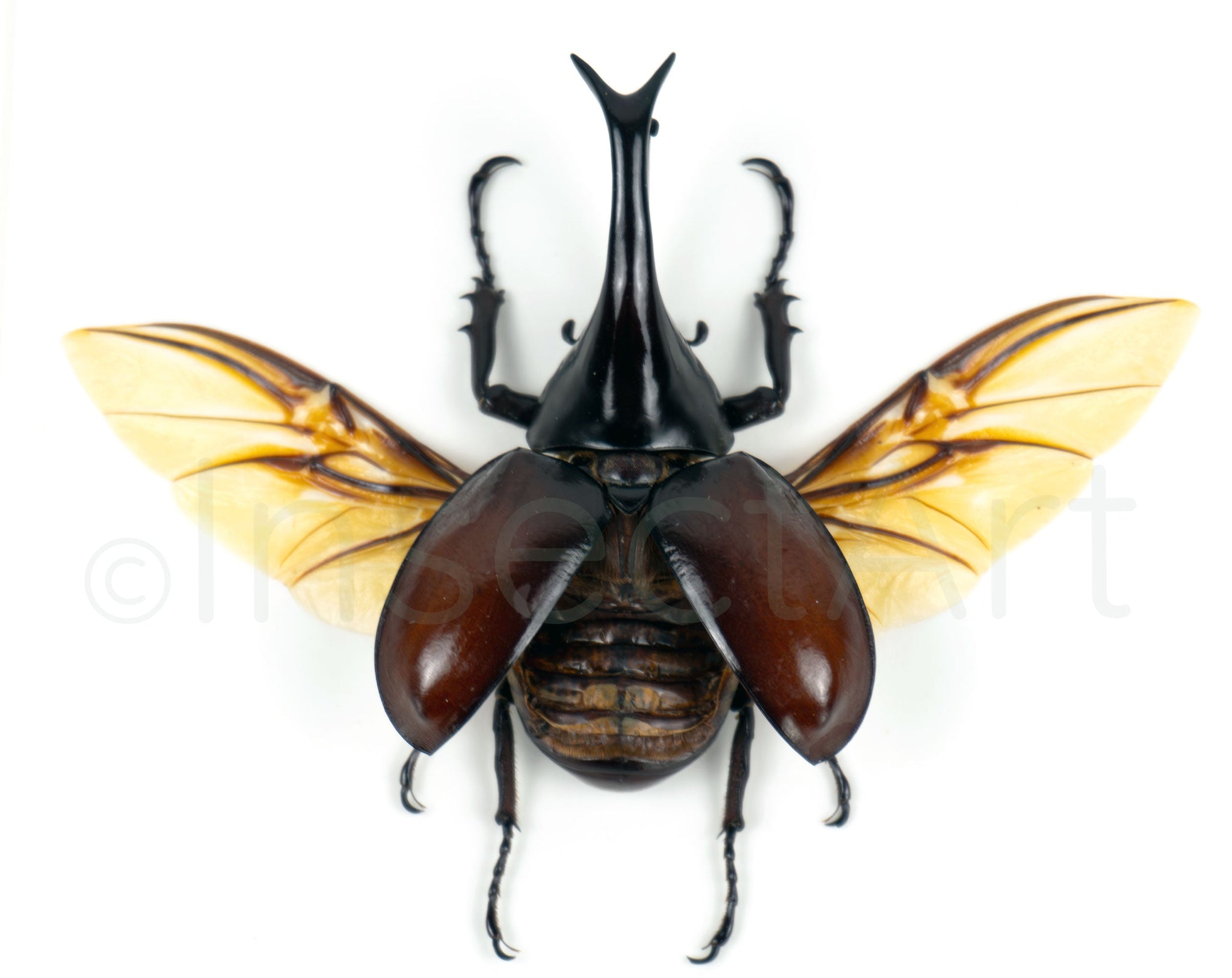 Xylotrupes gideon ♂  Käfer InsectArt