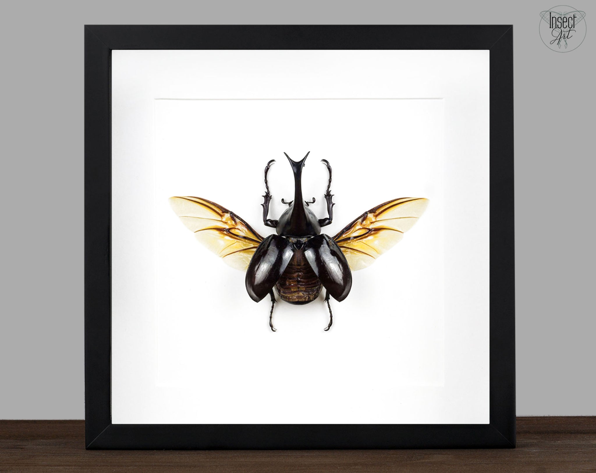 Xylotrupes gideon ♂