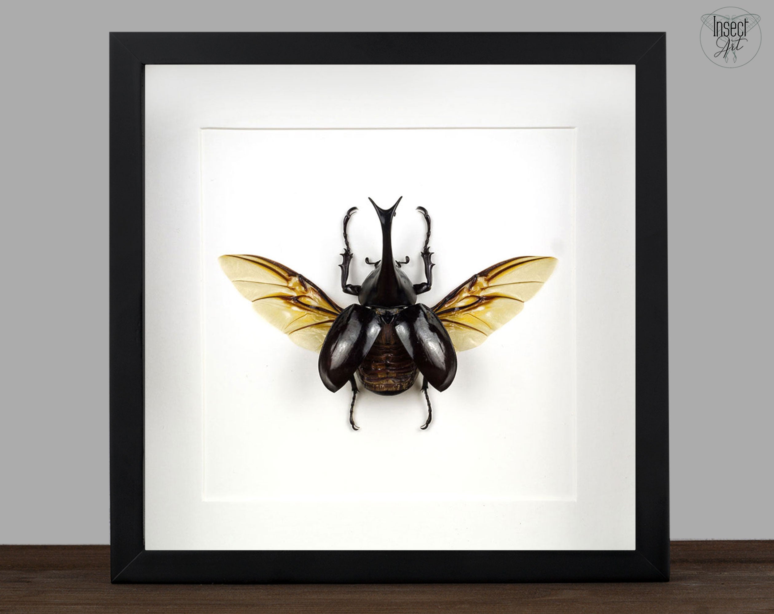 Xylotrupes gideon ♂  Käfer InsectArt