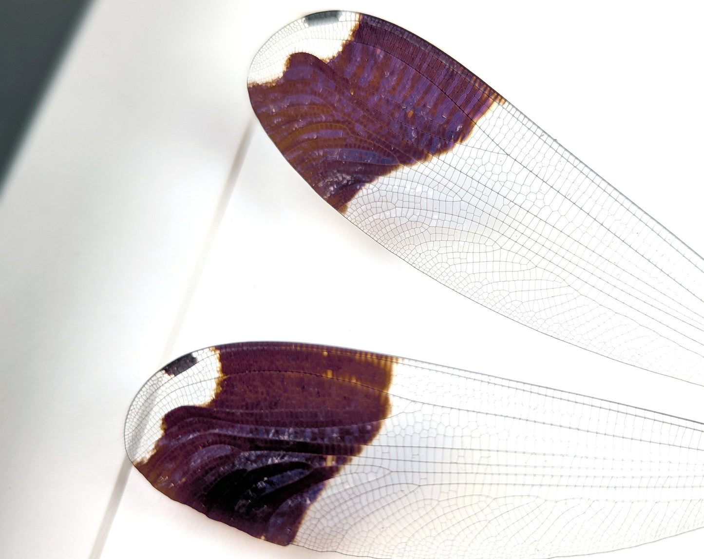 Helikopter Libelle Megaloprepus caerulatus