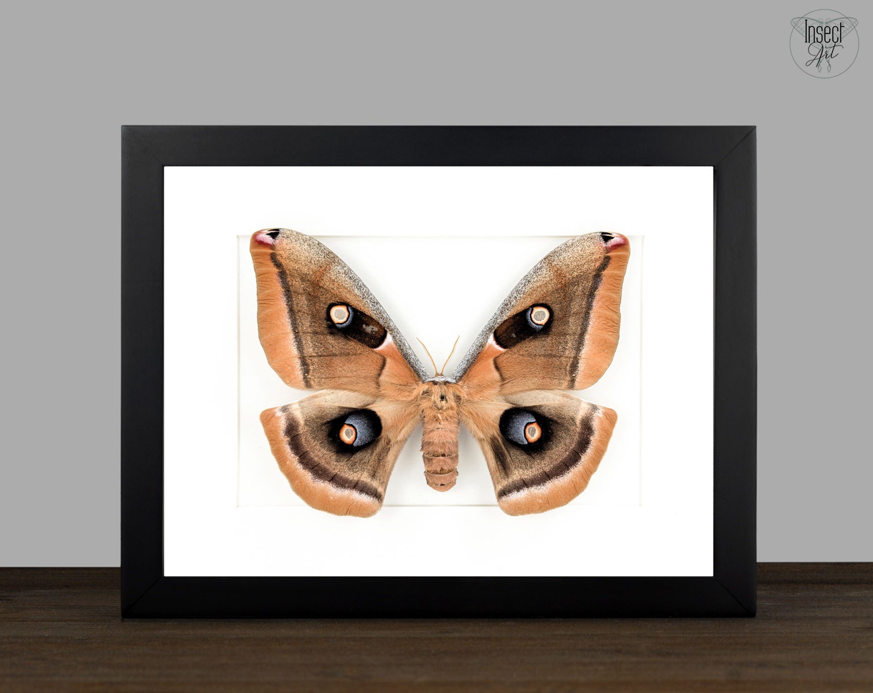 Antheraea oculea | echter Nachtfalter / Seidenmotte im Rahmen