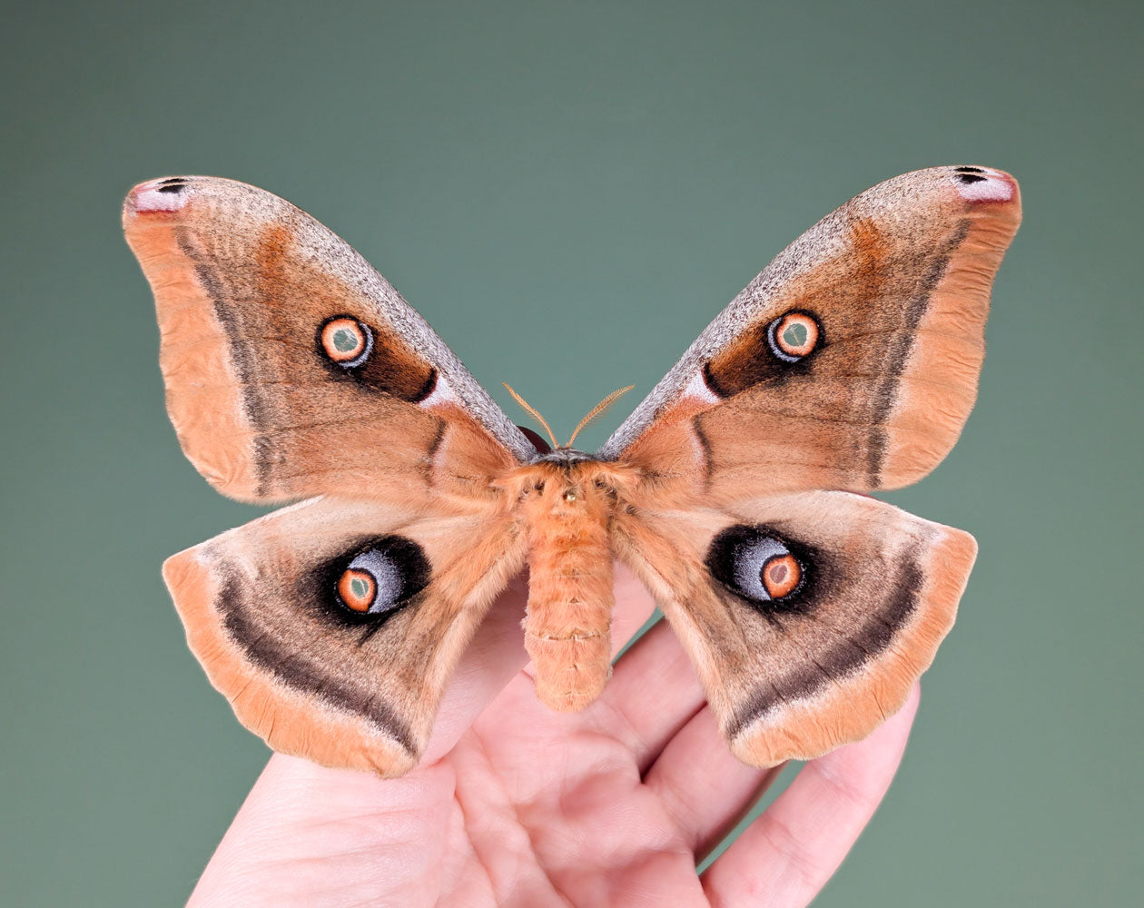 Antheraea oculea | echter Nachtfalter / Seidenmotte im Rahmen