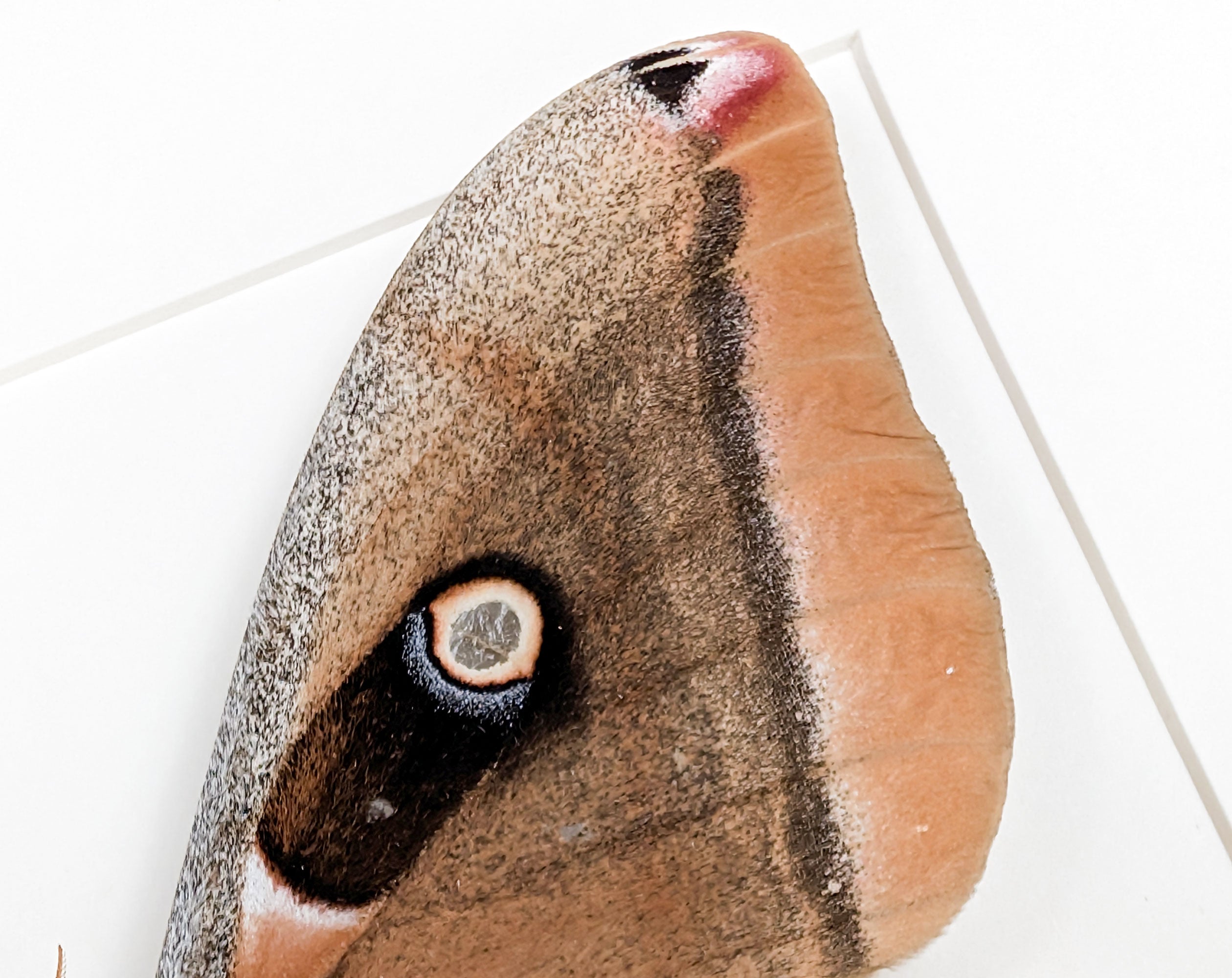 Antheraea oculea | echter Nachtfalter / Seidenmotte im Rahmen