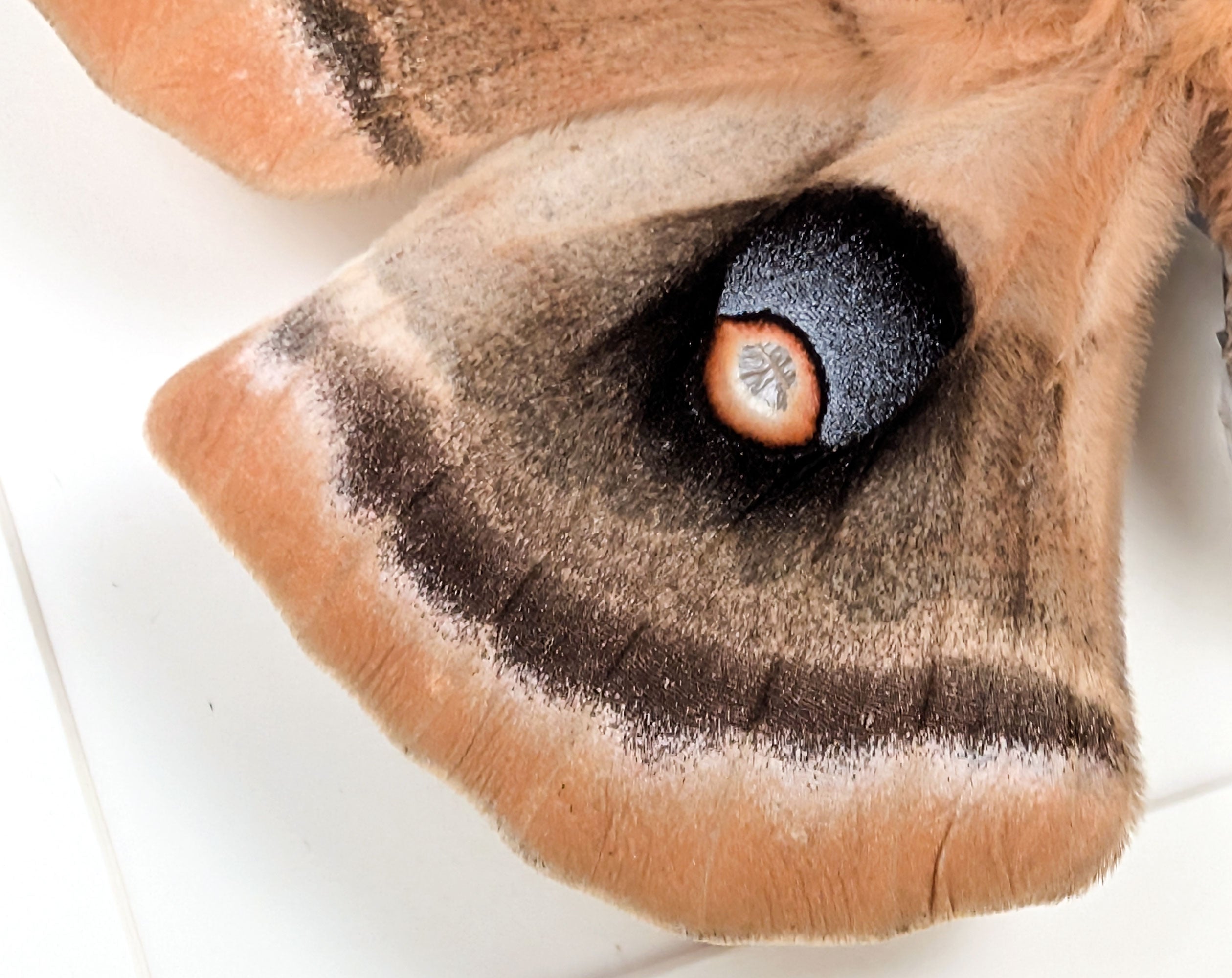 Antheraea oculea | echter Nachtfalter / Seidenmotte im Rahmen