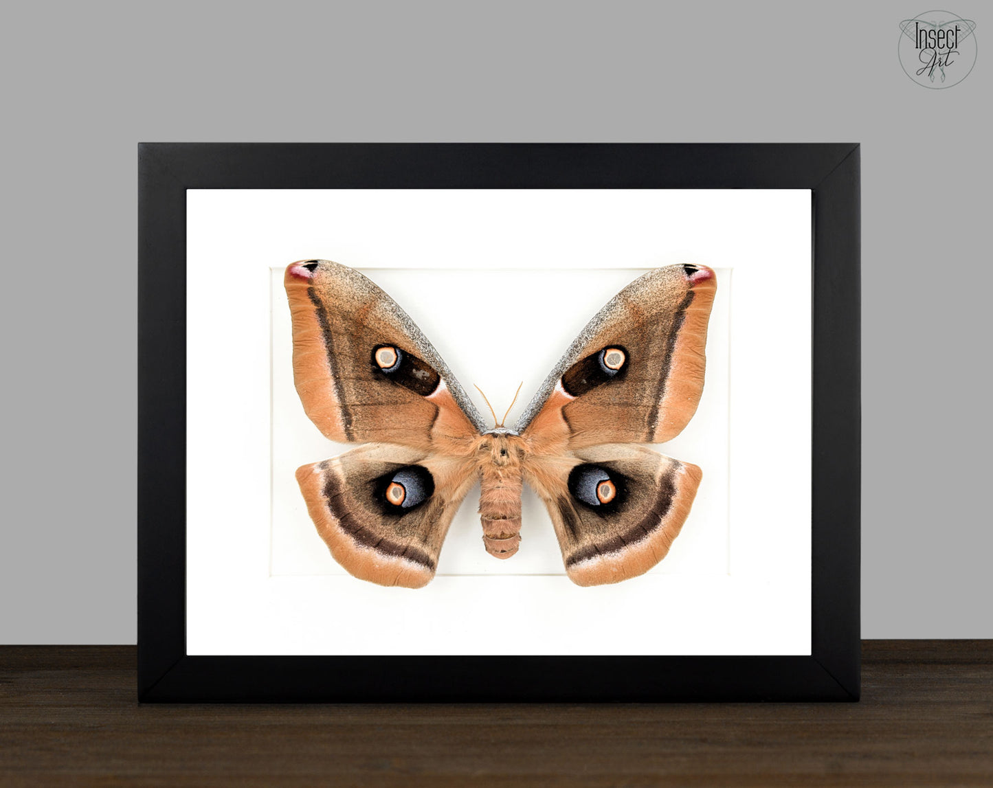 Antheraea oculea | echter Nachtfalter / Seidenmotte im Rahmen