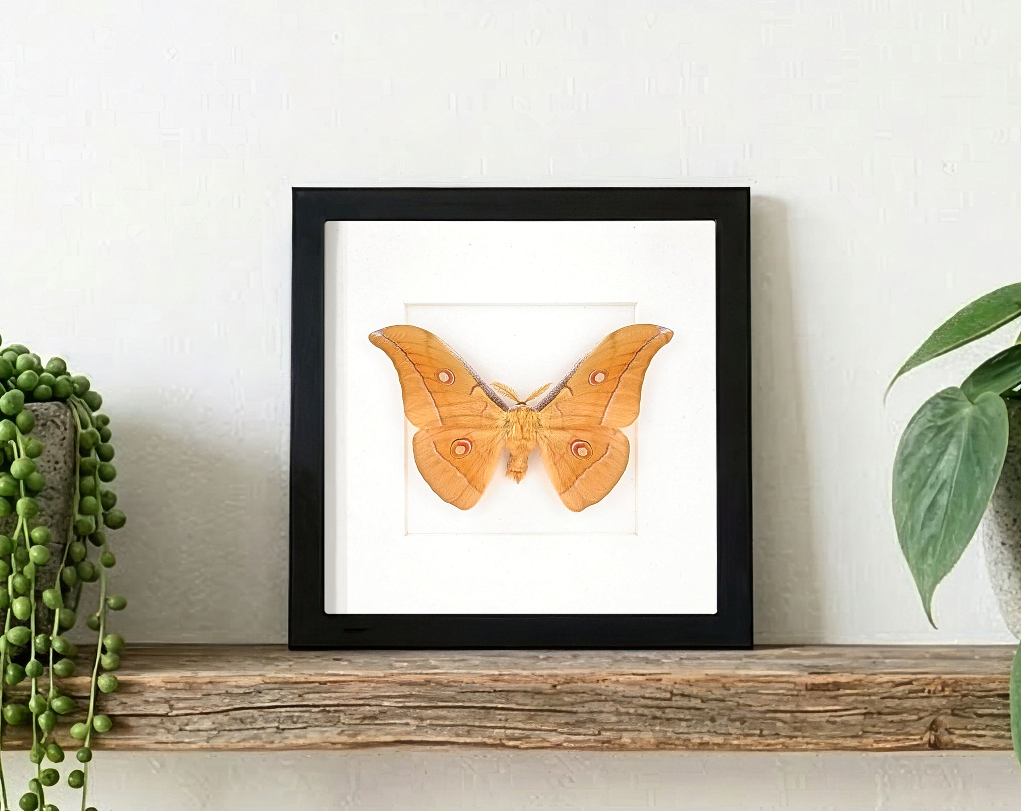 Antheraea pernyi Männchen, Nachtfalter im Rahmen