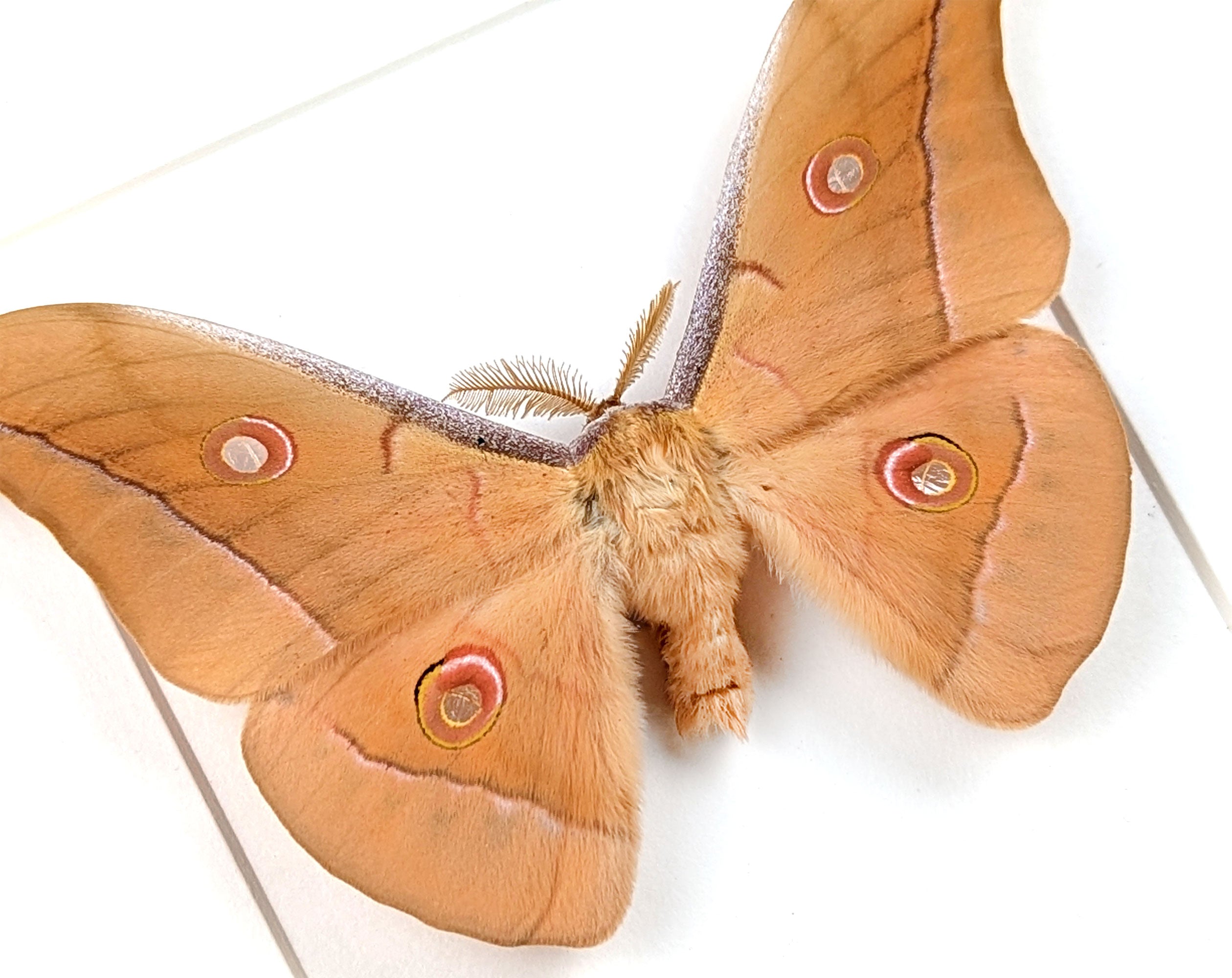Antheraea pernyi Männchen, Nachtfalter im Rahmen