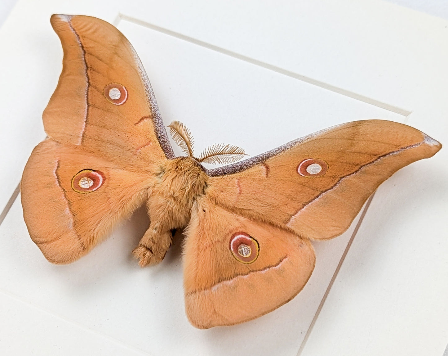 Antheraea pernyi Männchen, Nachtfalter im Rahmen