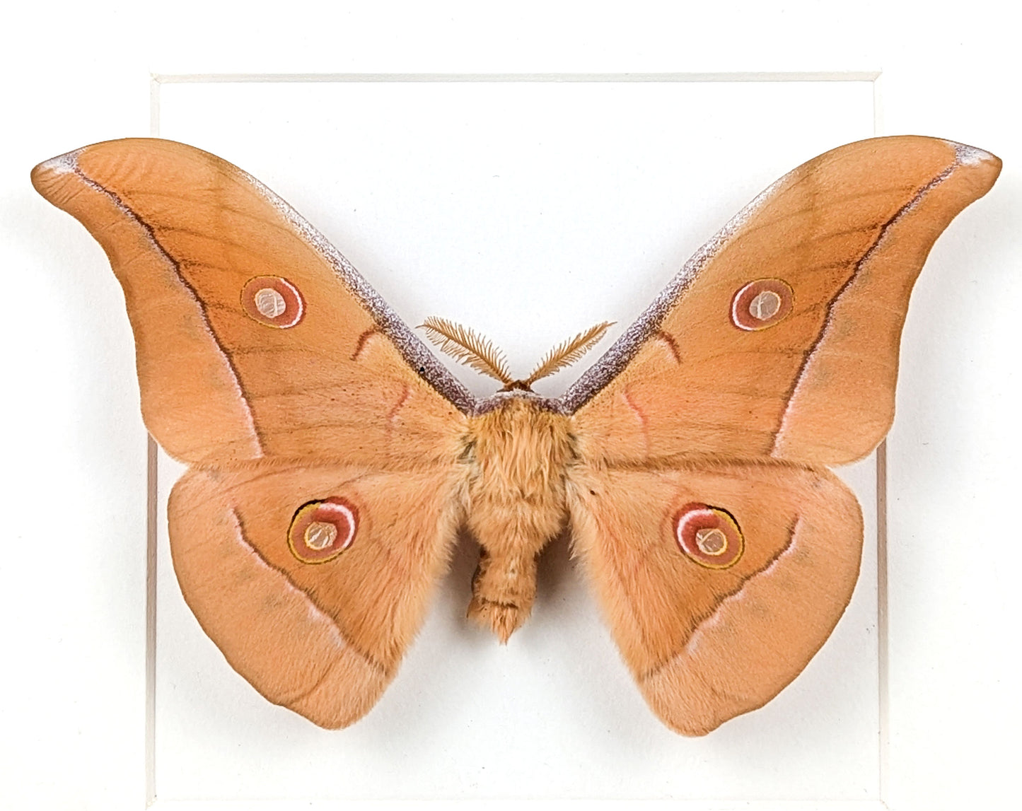 Antheraea pernyi Männchen, Nachtfalter im Rahmen